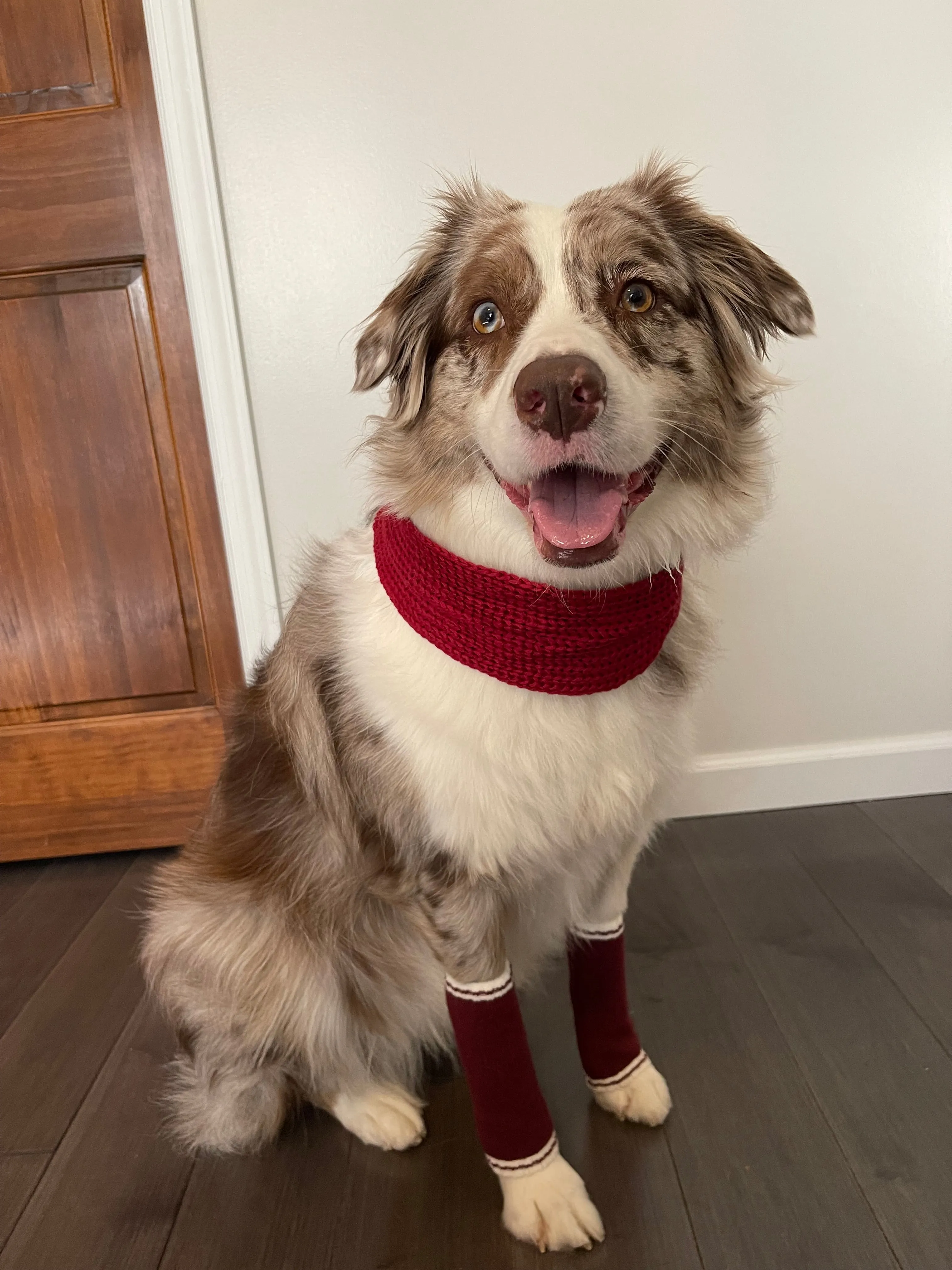 Dog Leg Warmers - Red