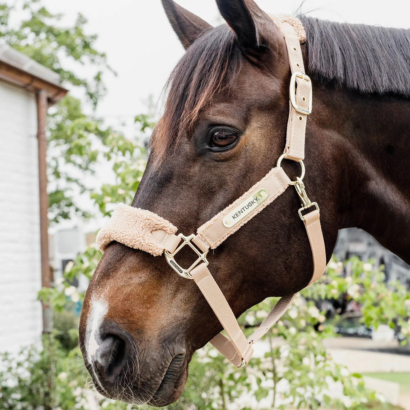 Kentucky Horsewear Teddy Fleece Headcollar - Beige