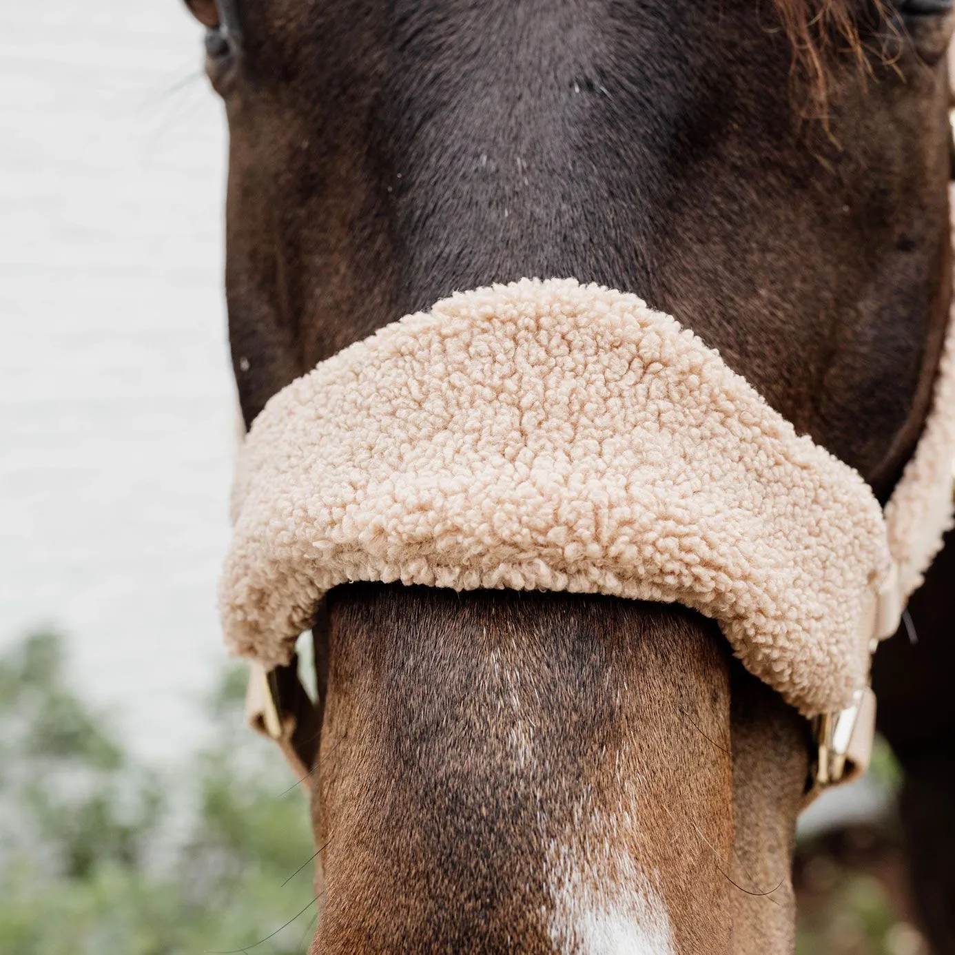 Kentucky Horsewear Teddy Fleece Headcollar - Beige