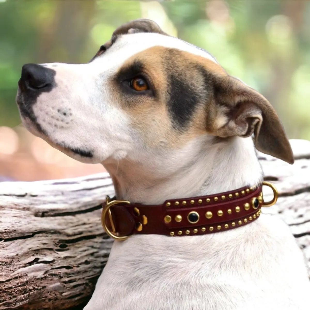 Leather Dog Collar Huntley